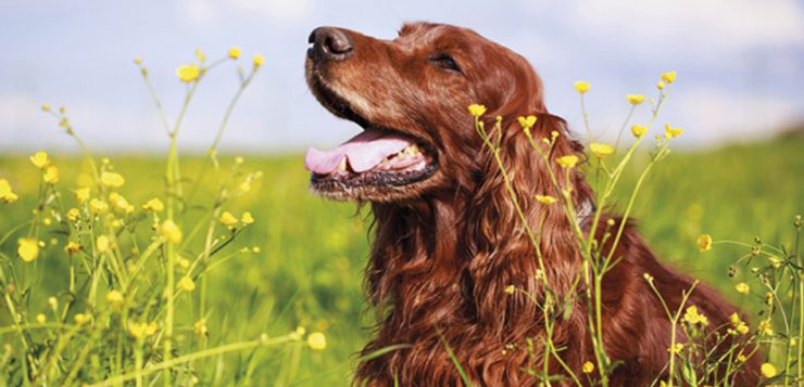 Irish Red Setter