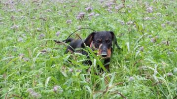 Entwurmung des Hundes