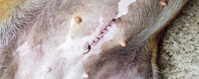 Frühkastration der Hündin » DER HUND