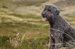 Labradoodle gehörten zu den ersten Hybridhunden mit Pudelanteil.