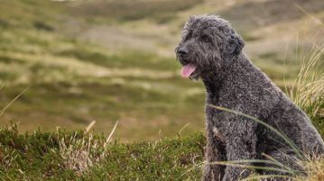 Labradoodle gehörten zu den ersten Hybridhunden mit Pudelanteil.