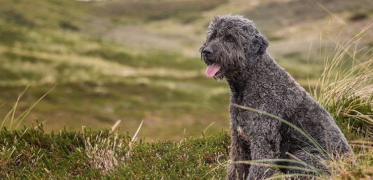 Labradoodle gehörten zu den ersten Hybridhunden mit Pudelanteil.