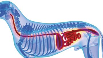 Bei Verdacht auf Magendrehung sollte der Hund direkt in die Tierklinik