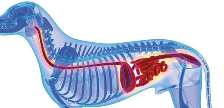 Bei Verdacht auf Magendrehung sollte der Hund direkt in die Tierklinik
