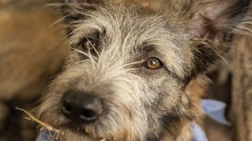 Mischling Hund