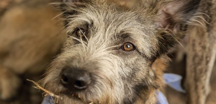 Mischling Hund