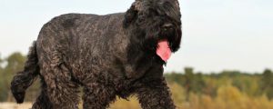 Der Russische Schwarze Terrier wurde ursprünglich als universeller Diensthund für die Rote Armee, die Streitkraft der Sowjetunion, gezüchtet.