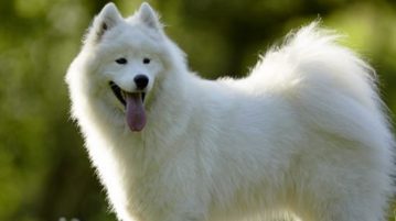 Die Vorfahren des Samojeden lebten bei dem indigenen Nomadenvolk der Nenzen (einst Samojeden genannt) im Westen Sibiriens.