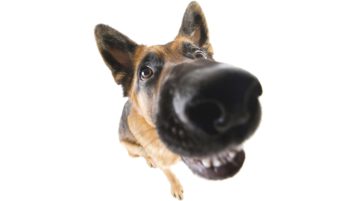 Das Cauda-Equina-Syndrom betrifft oft Schäferhunde