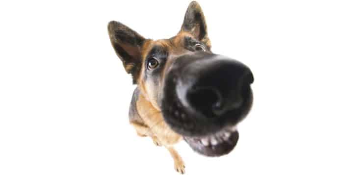 Das Cauda-Equina-Syndrom betrifft oft Schäferhunde