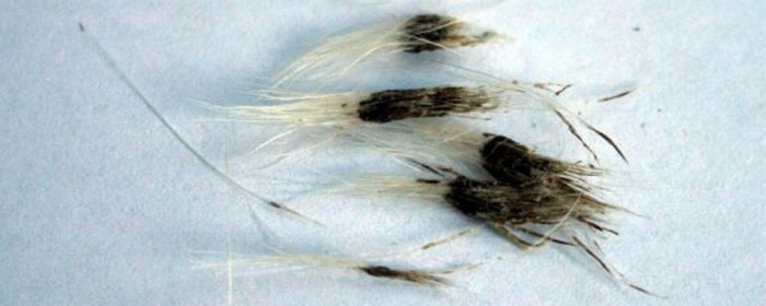 Sebadenitis Entzündung der Talgdrüsen » DER HUND