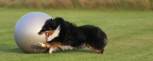 Shetland Sheepdog