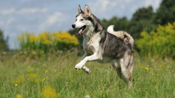 Siberian-Husky