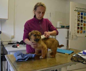 Hund im Tierheim Pflege