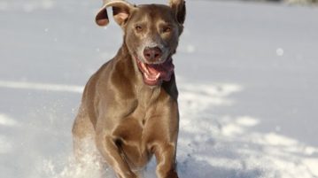 Weimaraner: Rasseportrait und Zuchtinfo Weimaraner sind anspruchsvolle Hunde: Wer einen edlen Grauen hält, hat eine Aufgabe.