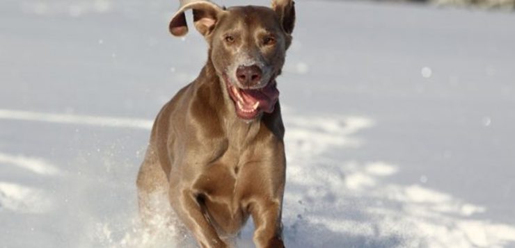 Weimaraner sind anspruchsvolle Hunde: Wer einen edlen Grauen hält, hat eine Aufgabe.
