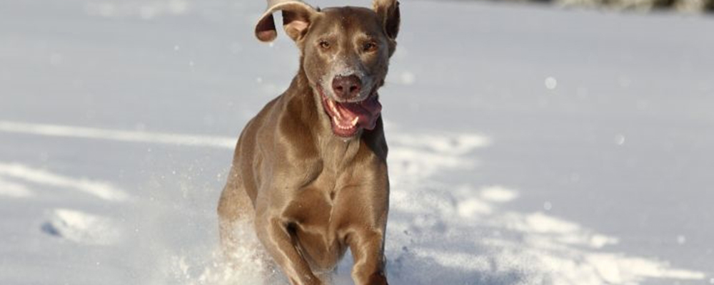 Weimaraner sind anspruchsvolle Hunde: Wer einen edlen Grauen hält, hat eine Aufgabe.