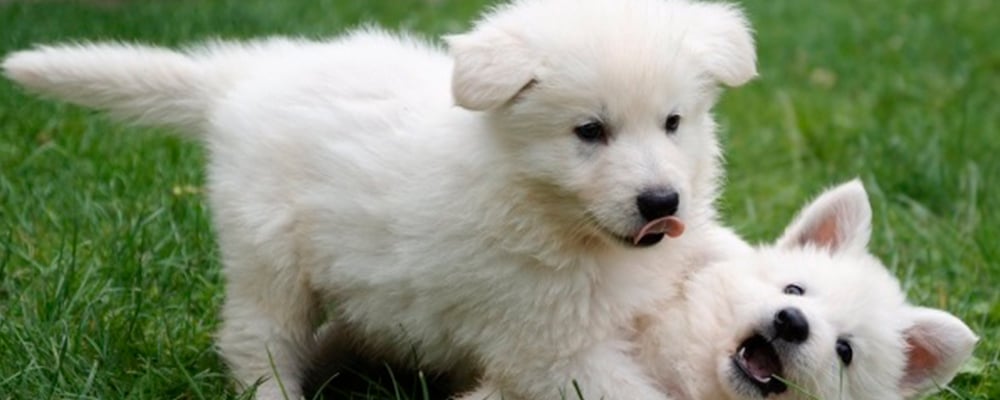 45+ White Golden Retriever Samoyed Mix