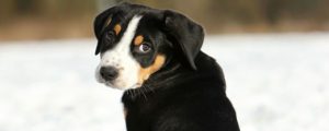 Welpe Schweizer Sennenhund
