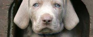 Welpe Weimaraner