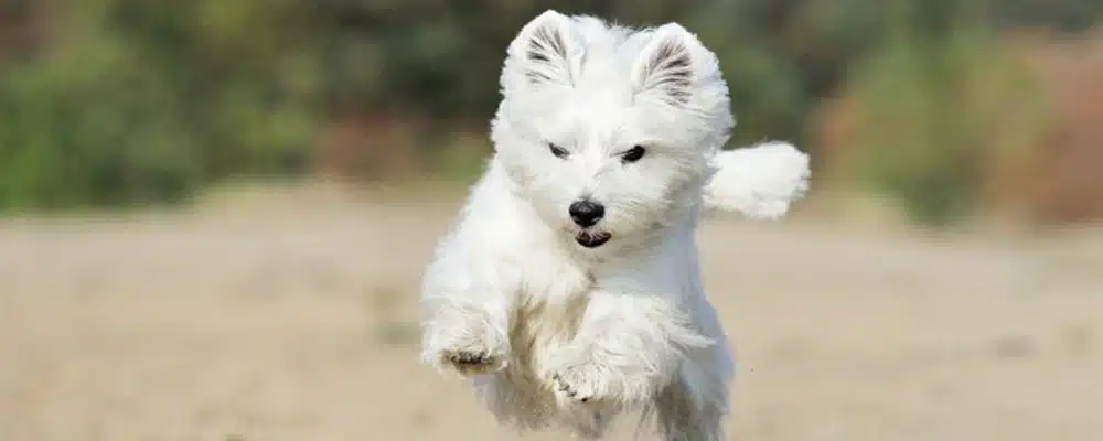 West Highland White Terrier apportiert