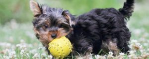 Das fröhliche Wesen der Yorkies zeigen schon die Kleinen. 