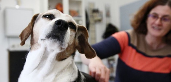 Plötzlich aggressiv gegen andere Hunde » DER HUND