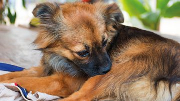 Allergien beim Hund