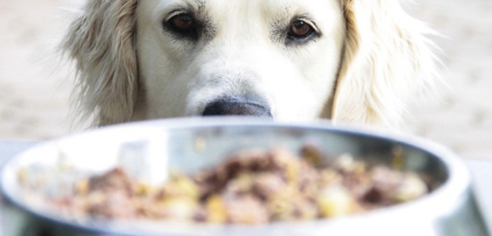 Wenn Futter krank macht Allergie und Unverträglichkeit » DER HUND