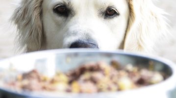 Allergien und Unverträglichkeiten bei Hunden