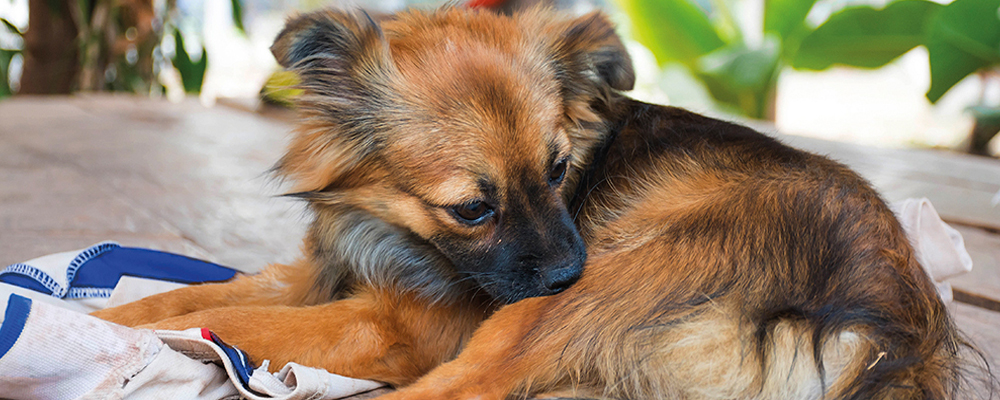 Allergien beim Hund