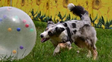 Treibball ➞ Tolle Beschäftigung für Hund & Mensch Australian Shepherd beim Treibball