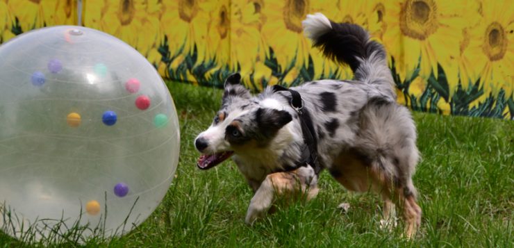 Australian Shepherd beim Treibball