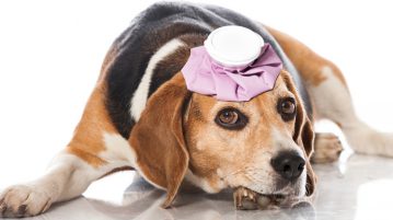Beagle mit Coolpack auf Kopf
