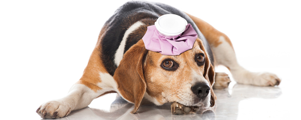 Beagle mit Coolpack auf Kopf