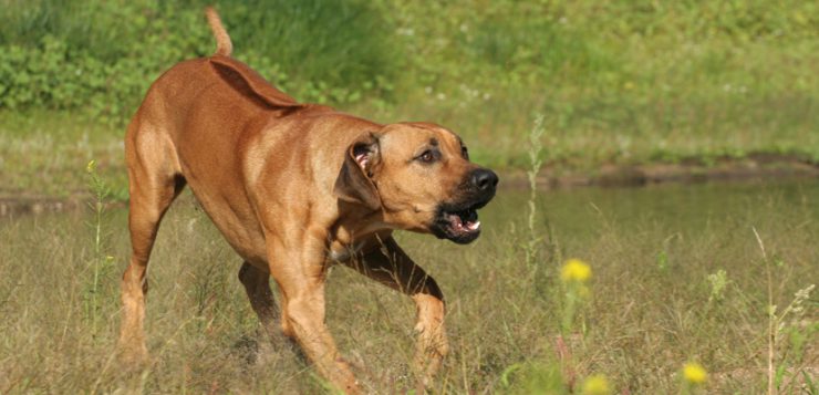 bellender Hund