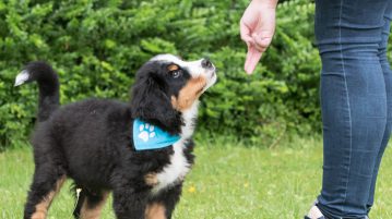 Target-Training mit Berner Sennenhund Welpen
