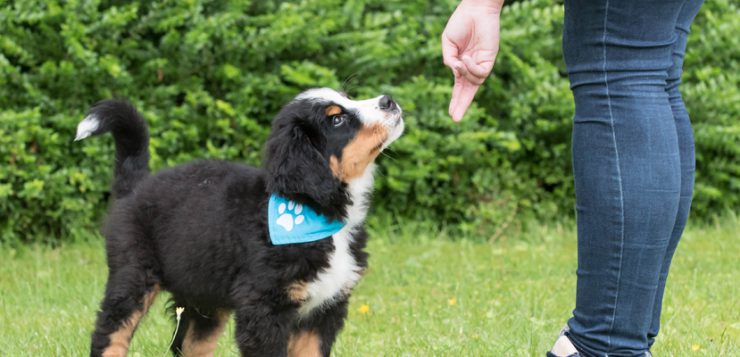 Target-Training mit Berner Sennenhund Welpen