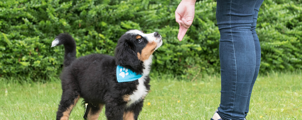 Hilfreiche Zeichen: Target-Training Hund » DER HUND