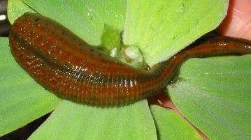 Blutegel auf Blatt