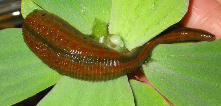 Blutegel auf Blatt