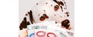 Dalmatiner hinter Geldfaecher