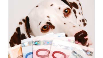 Dalmatiner hinter Geldfaecher