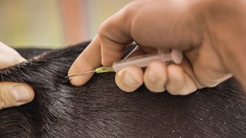 Diabetes bei Hunden