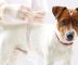 dünne Hunde aufpäppeln