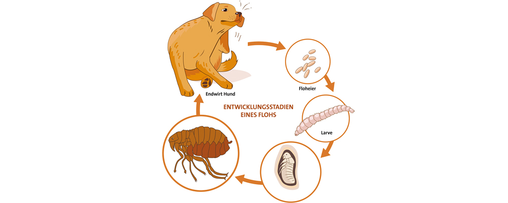 Entwicklungsstadien eines Flohs