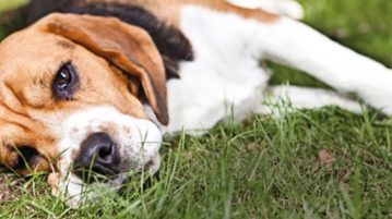 Ernährung chronisch kranker Hunde