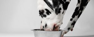 ernaehrung des hundes