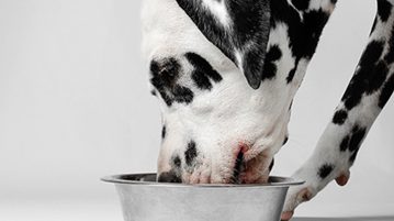 ernaehrung des hundes