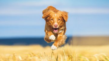 Hunde richtig ernähren bei Gelenkproblemen
